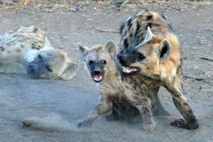 Südafrika – Wilde Tiere im Sabi Sand Reserve Impression 17 	