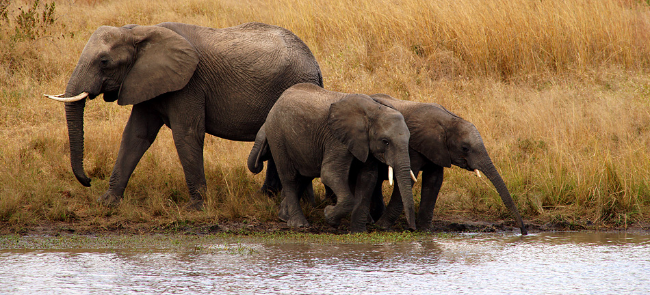 Südafrika – Wilde Tiere im Sabi Sand Reserve Impression 2 