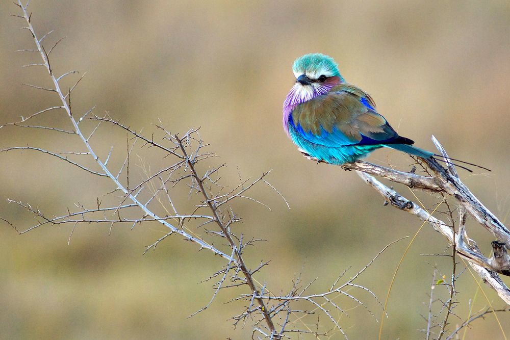 Südafrika – Wilde Tiere im Sabi Sand Reserve Impression 21 	