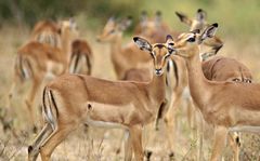 Südafrika – Wilde Tiere im Sabi Sand Reserve Impression 22 