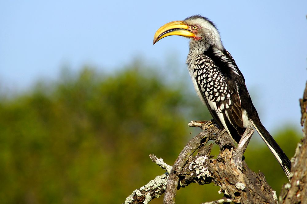 Südafrika – Wilde Tiere im Sabi Sand Reserve Impression 23 