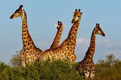 Südafrika – Wilde Tiere im Sabi Sand Reserve Impression 25 	