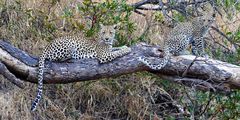 Südafrika – Wilde Tiere im Sabi Sand Reserve Impression 27 	