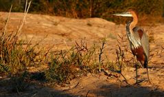 Südafrika – Wilde Tiere im Sabi Sand Reserve Impression 29 	