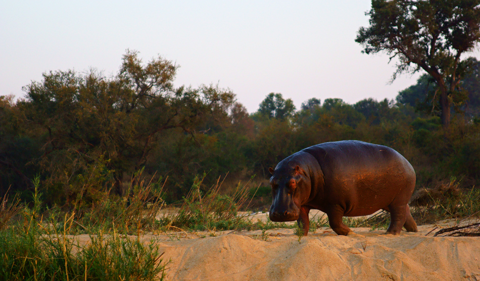 Südafrika – Wilde Tiere im Sabi Sand Reserve Impression 3 	