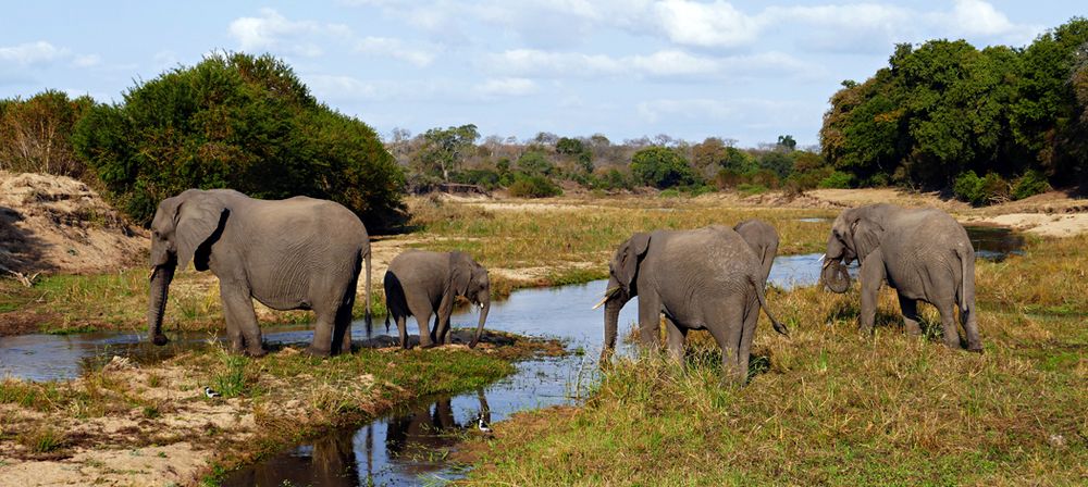 Südafrika – Wilde Tiere im Sabi Sand Reserve Impression 30