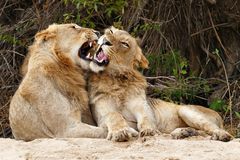 Südafrika – Wilde Tiere im Sabi Sand Reserve Impression 31