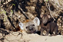 Südafrika – Wilde Tiere im Sabi Sand Reserve Impression 33
