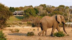Südafrika – Wilde Tiere im Sabi Sand Reserve Impression 34