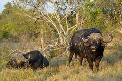 Südafrika – Wilde Tiere im Sabi Sand Reserve Impression 35