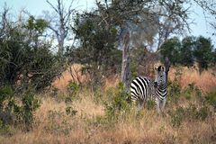 Südafrika – Wilde Tiere im Sabi Sand Reserve Impression 36