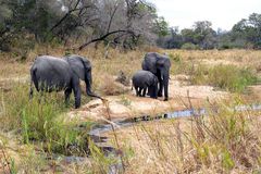 Südafrika – Wilde Tiere im Sabi Sand Reserve Impression 37