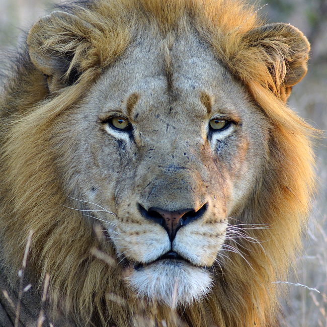 Südafrika – Wilde Tiere im Sabi Sand Reserve Impression 38