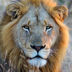 Südafrika – Wilde Tiere im Sabi Sand Reserve Impression 38