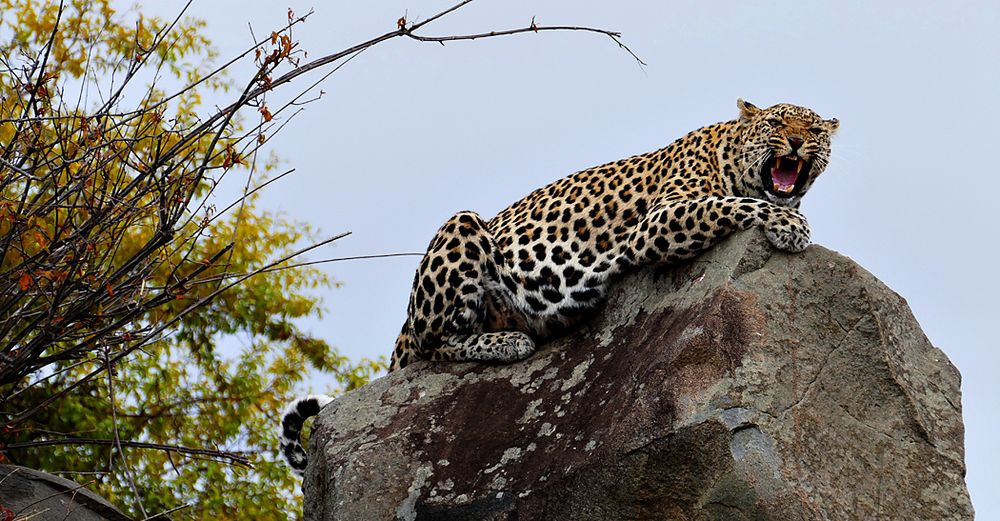 Südafrika – Wilde Tiere im Sabi Sand Reserve Impression 39