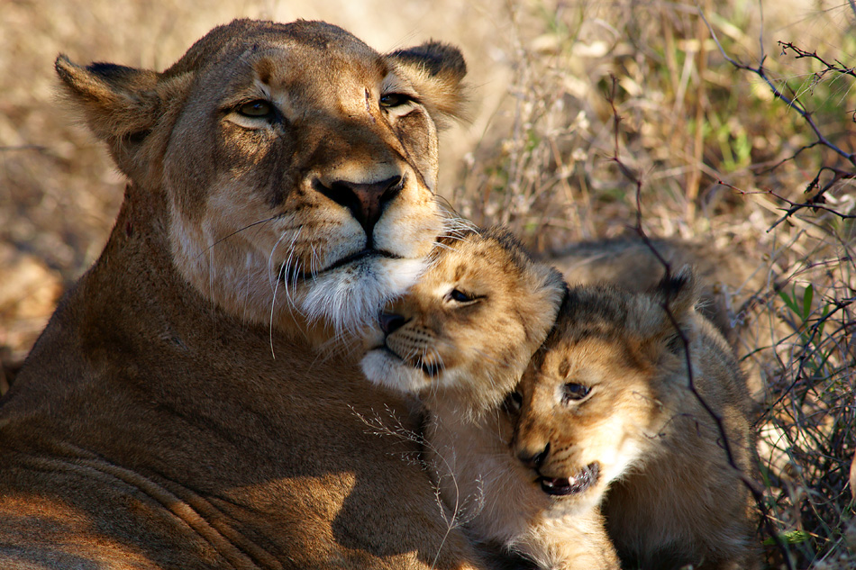 Südafrika – Wilde Tiere im Sabi Sand Reserve Impression 4 	