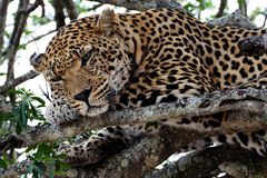 Südafrika – Wilde Tiere im Sabi Sand Reserve Impression 41