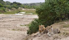 Südafrika – Wilde Tiere im Sabi Sand Reserve Impression 43