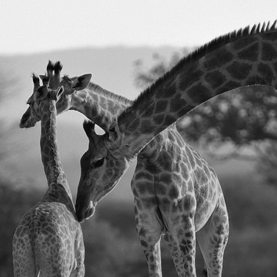 Südafrika – Wilde Tiere im Sabi Sand Reserve Impression 45