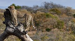 Südafrika – Wilde Tiere im Sabi Sand Reserve Impression 47