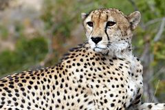Südafrika – Wilde Tiere im Sabi Sand Reserve Impression 49