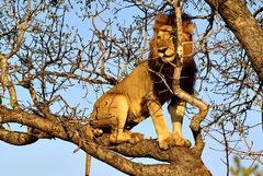 Südafrika – Wilde Tiere im Sabi Sand Reserve Impression 50