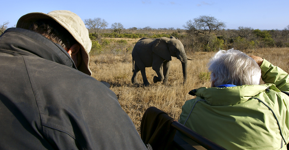 Südafrika – Wilde Tiere im Sabi Sand Reserve Impression 52