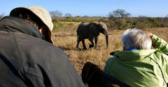 Südafrika – Wilde Tiere im Sabi Sand Reserve Impression 52