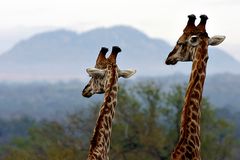 Südafrika – Wilde Tiere im Sabi Sand Reserve Impression 6 	