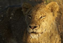 Südafrika – Wilde Tiere im Sabi Sand Reserve Impression 9 	