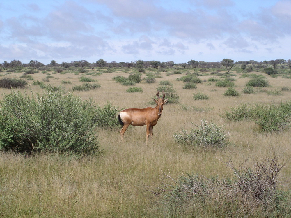 Südafrika Wildpark