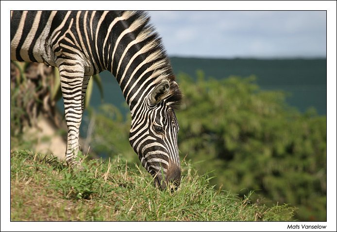 Südafrika - Zebra