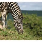 Südafrika - Zebra