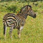 Südafrika Zebra aus Mosaikbildern