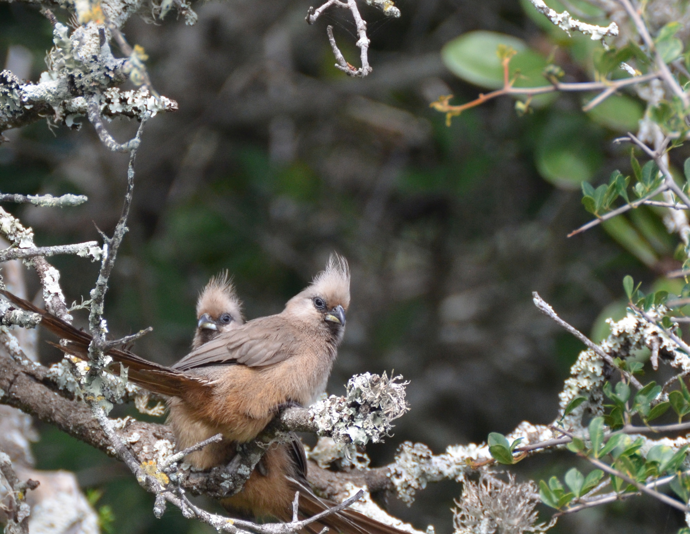 Südafrika,Gardenroute,De Hoop NP,Braunflügel Mausvogel