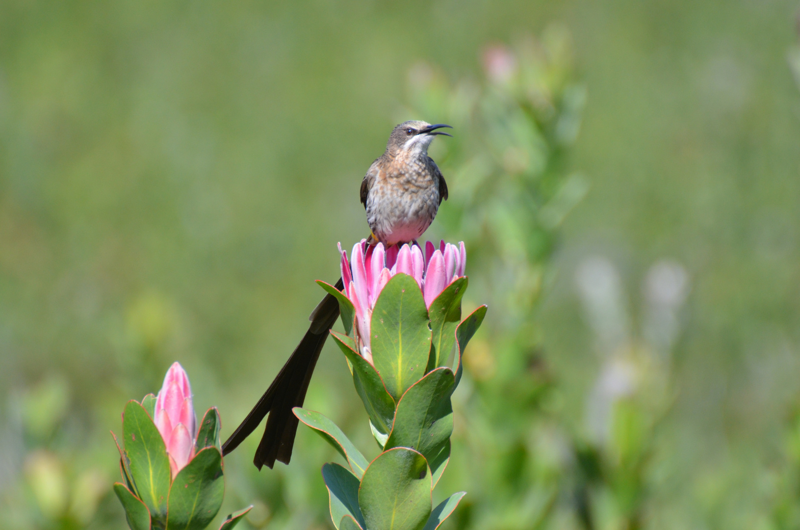 Südafrika,Gardenroute,Kleinmond,Kaphonigfresser