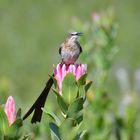 Südafrika,Gardenroute,Kleinmond,Kaphonigfresser