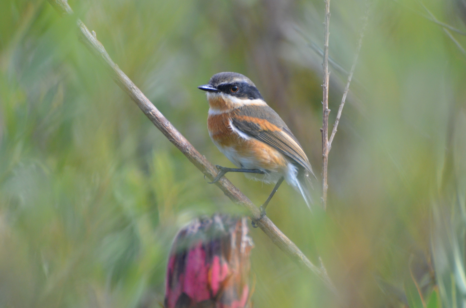 Südafrika,Gardenroute,Kleinmond,Kapschnäpper