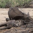 Südafrika/Krüger Nationalpark: Ein Elefant stirbt ...