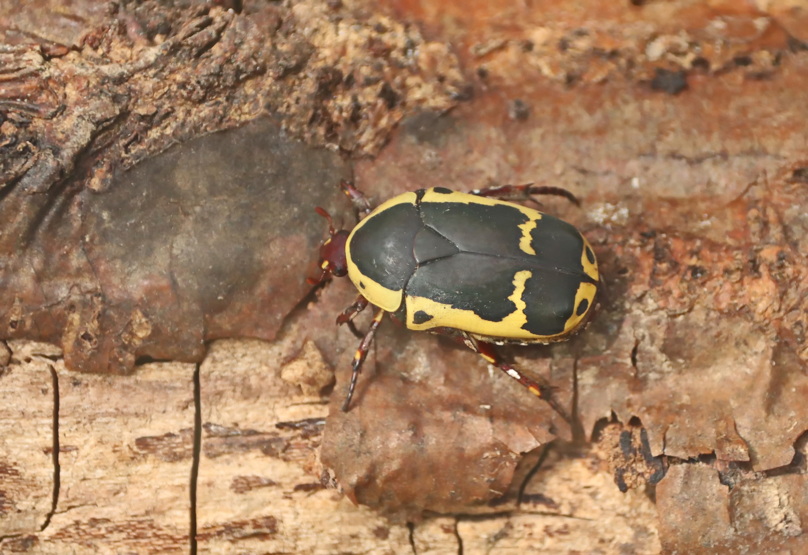 Südafrikanische Fruchtkäfer (Pachnoda sinuata)