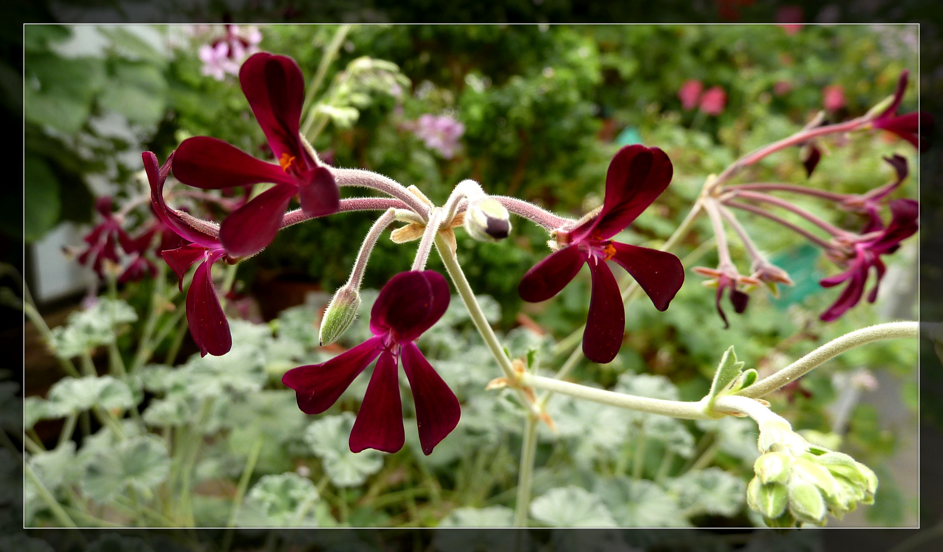 Südafrikanische Kapland- Perlagonie sidoides...# Foto & Bild | pflanzen ...