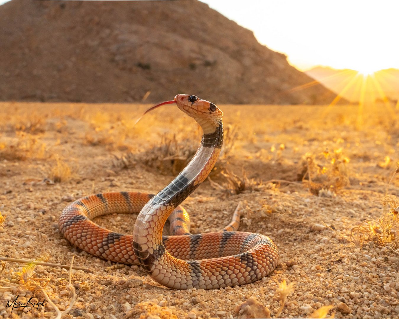 Südafrikanische Korallenschlange in-situ (Aspidelaps lubricus lubricus) 