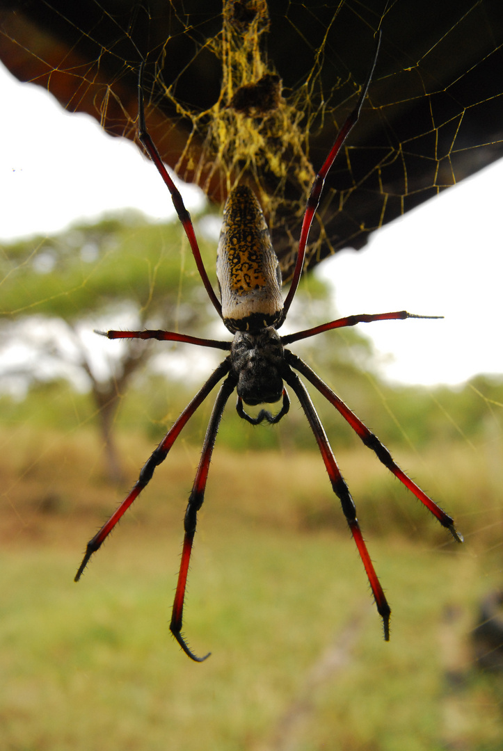 Südafrikanische Netzspinne - golden orp spider