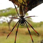 Südafrikanische Netzspinne - golden orp spider