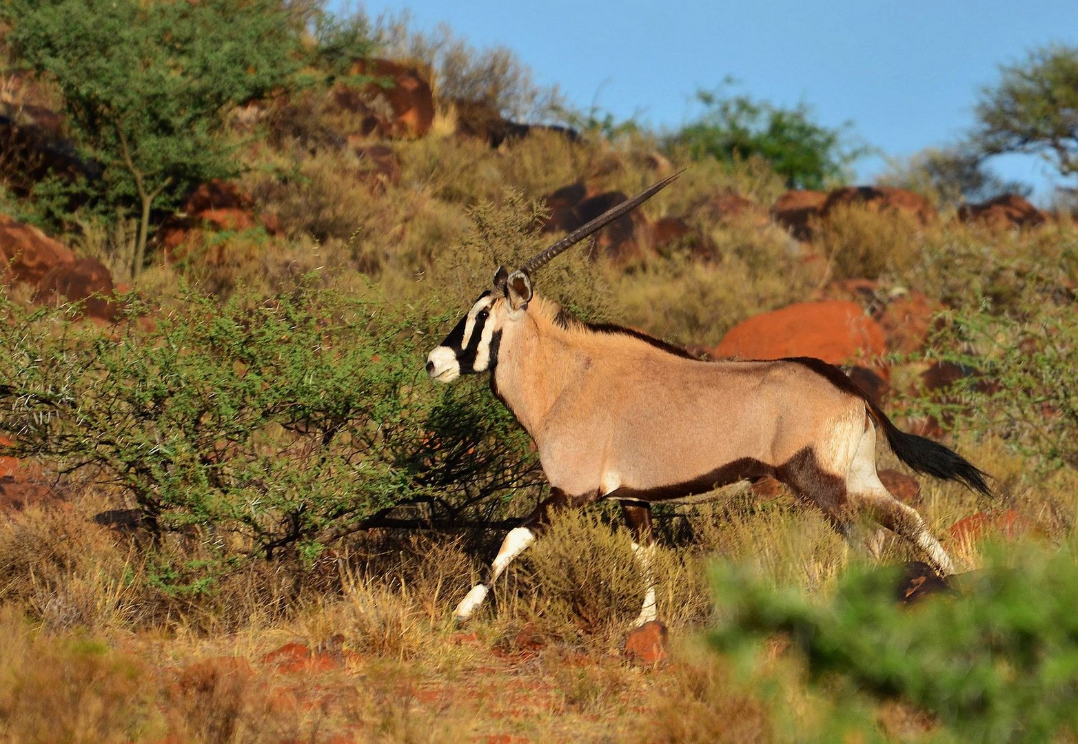 Südafrikanische Oryx, Gemsbock