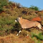 Südafrikanische Oryx, Gemsbock