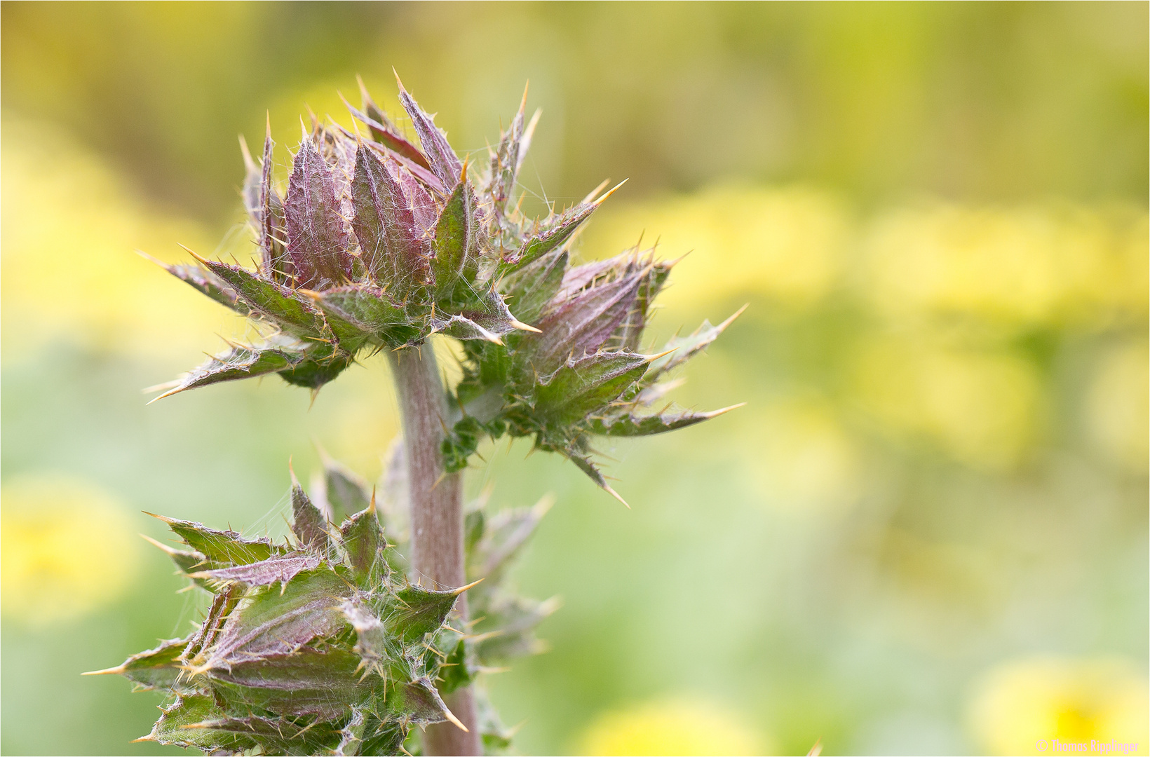 Südafrikanische Purpur-Distel (Berkheya purpurea).