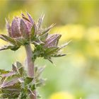 Südafrikanische Purpur-Distel (Berkheya purpurea).