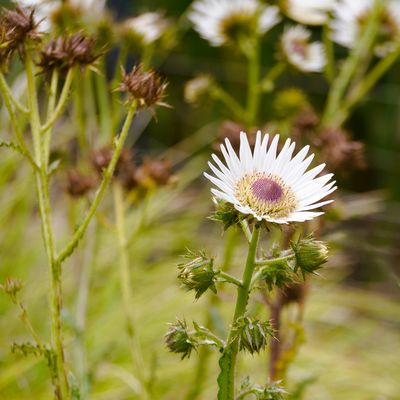 südafrikanische Purpurdistel