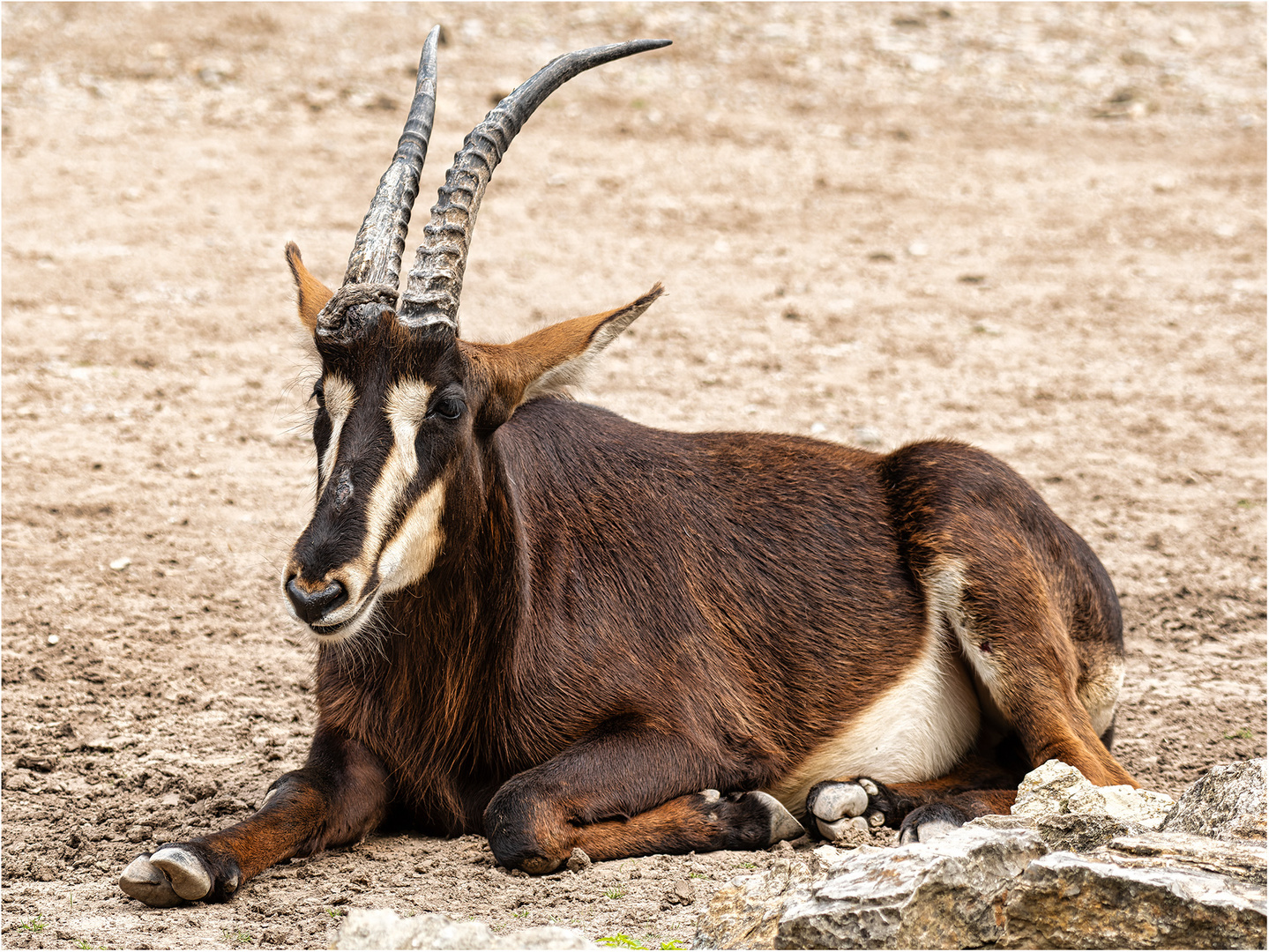 Südafrikanische Rappenantilope